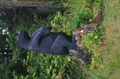 Black Bear