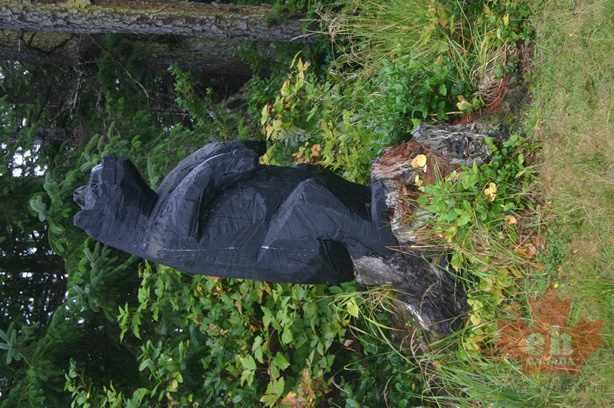 Black Bear