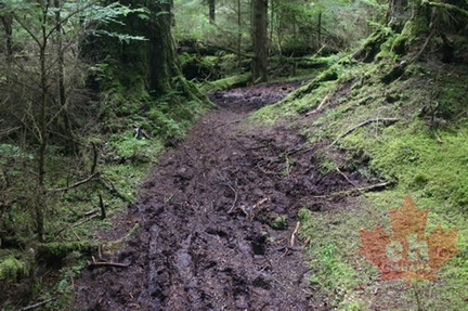 Footprints in the Mud