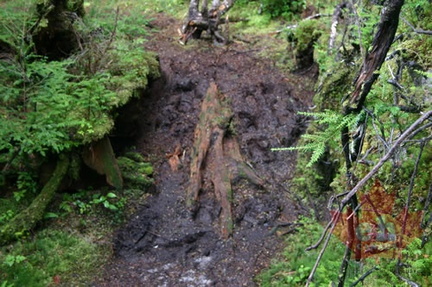 Tree Roots