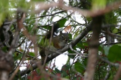 squirrel.jpg