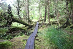tow_hill_trail_naikoon_provincial_park001.jpg
