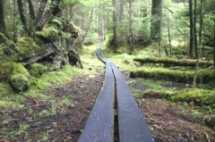 tow_hill_trail_naikoon_provincial_park5.jpg