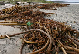 Mounds of life from the ocean (710 visits) Low tides on the sandy beach Mounds of life from the ocean