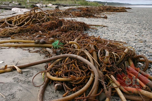 Mounds of life from the ocean (1006 visits) Low tides on the sandy beach Mounds of life from the ocean