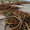 Mounds of life from the ocean