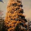 Golden Spruce Tree