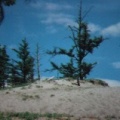 Sand Dunes and Evergreens