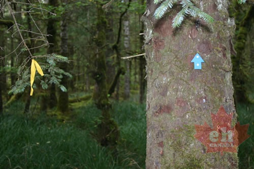 Tree Markers