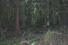deadfall.jpg