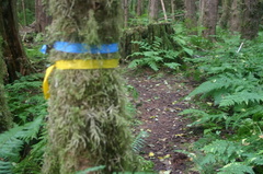 Tree Marker