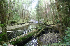 Hans Creek