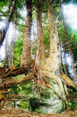 Lord of the Roots