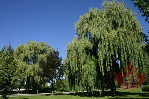 Lazy Trees