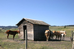 Horses gather for a conference horses.jpg