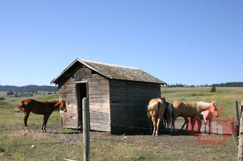 horses.jpg
