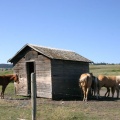 Hay.. Look Horses