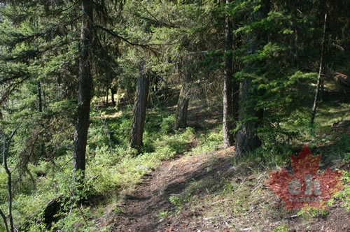 Hiking Trail