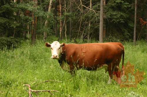 Off Roading Cows