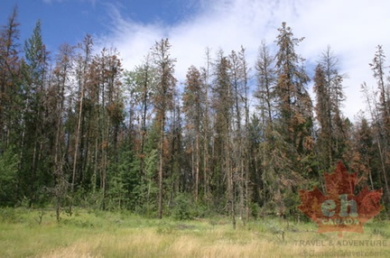 Pine Beetle Trees