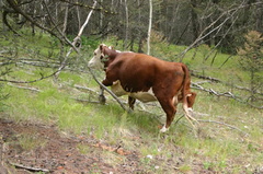 Some cows scatter, some do not cows_on_offroads 002.jpg