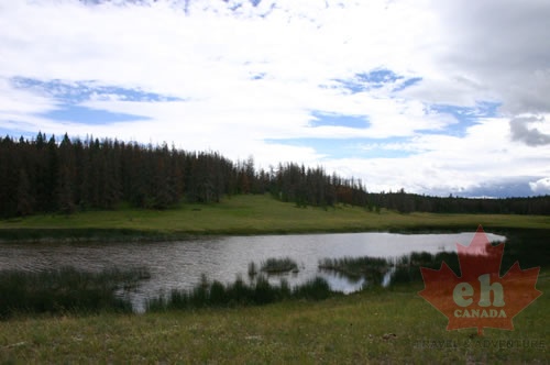 Wetlands