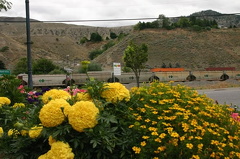 Trains and Flowers