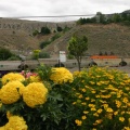 Trains and Flowers