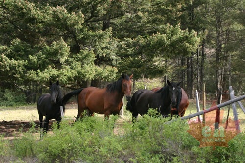horses 002.jpg