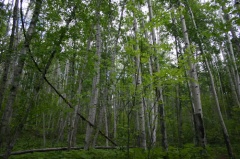 White Pine