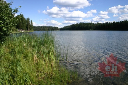 Reeds and weeds