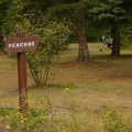 Picnicking