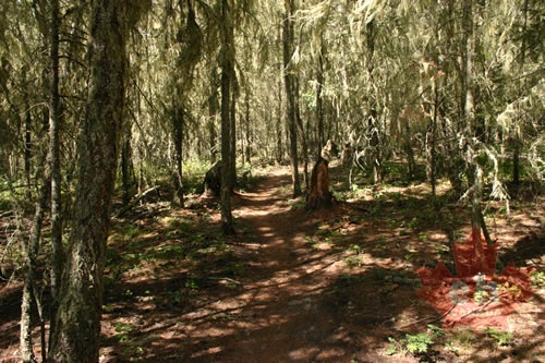 trail 001.jpg