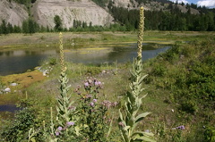 Wetland Bogs