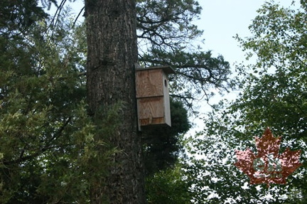 Bird Houses