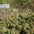Prickly-pear Cactus