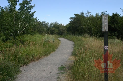 Island Trail