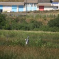 Blue Heron