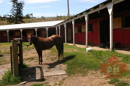Horse