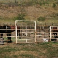 Fenced for Now