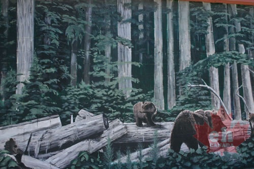 Grizzly Bear
