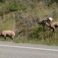 Bighorn Sheep