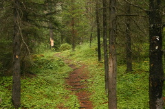 Wilderness Trail