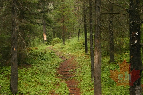 Wilderness Trail