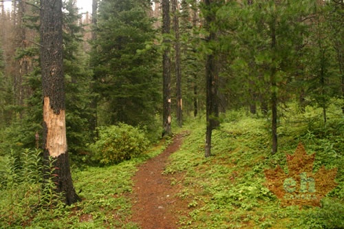 Yellowhawk Trail