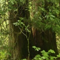 Massive Cedar Trees
