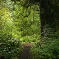 Big Cedars Trail