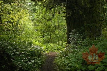 Big Cedars Trail