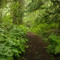Big Cedars Trail
