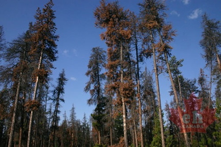 Pine Needle Trees